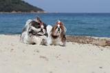 SHIH TZU 069